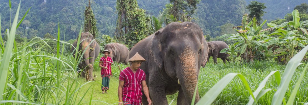 Elefanten Schutzprojekt im Khao Sok Nationalpark Elefanten Schutzprojekt im Khao Sok Nationalpark