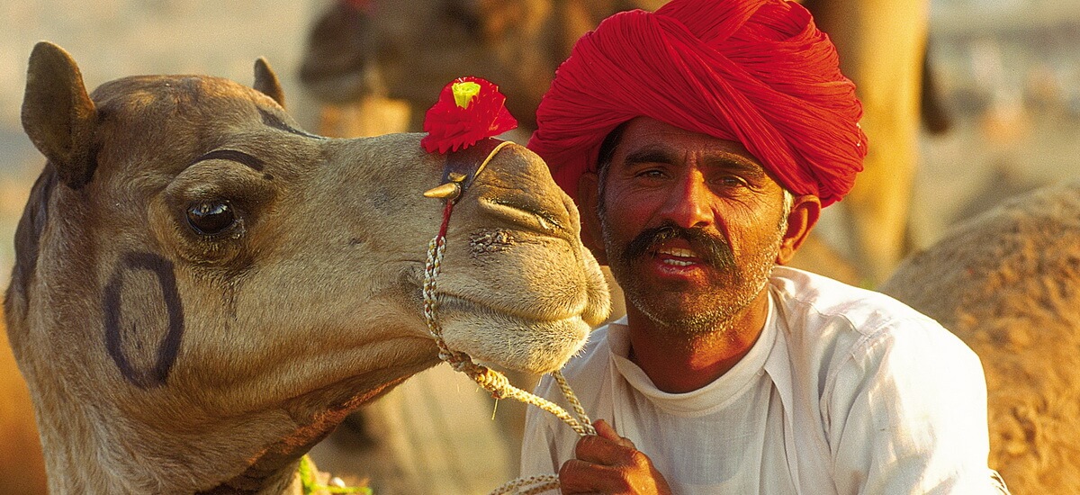 Besonders in Indiens Wüstengebieten rund um Jaisalmer in Rajasthan sind Kamele unerlässliche Nutztiere.