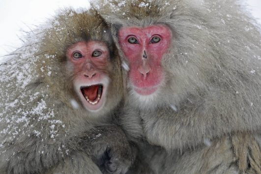 Wohl eins der spektakulärsten Naturschauspiele sind die badenen Schneeaffen oder auch Rotgesichtmakaken im Jigokudani Affenpark.