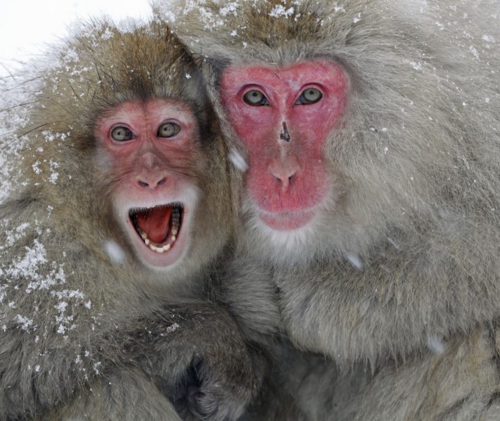 Wohl eins der spektakulärsten Naturschauspiele sind die badenen Schneeaffen oder auch Rotgesichtmakaken im Jigokudani Affenpark.