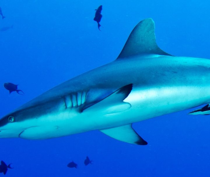 Im Tauchrevier Blue Corner in Palau ist die Wahrscheinlichkeit Hai zu sichten, besonders hoch.