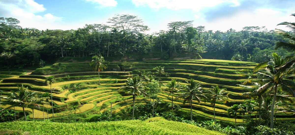 Die bewässerten Reisterrassen prägen die Landschaft von Bali und sind fast überall, außer im trockeneren Westen der Insel zu finden.