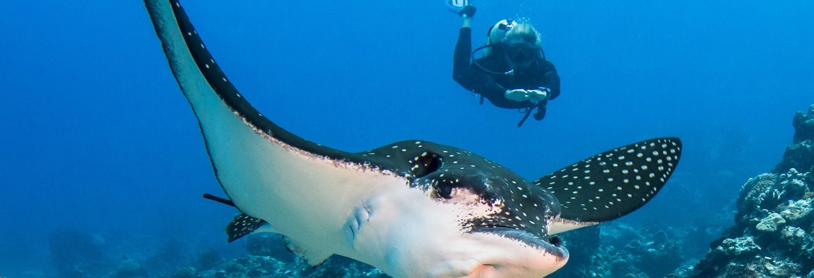 In den Gewässern um Yap in Mikronesien ist die Wahrscheinlichkeit bei Tauchgängen auf Adler- und Mantarochen zu treffen besonders hoch.