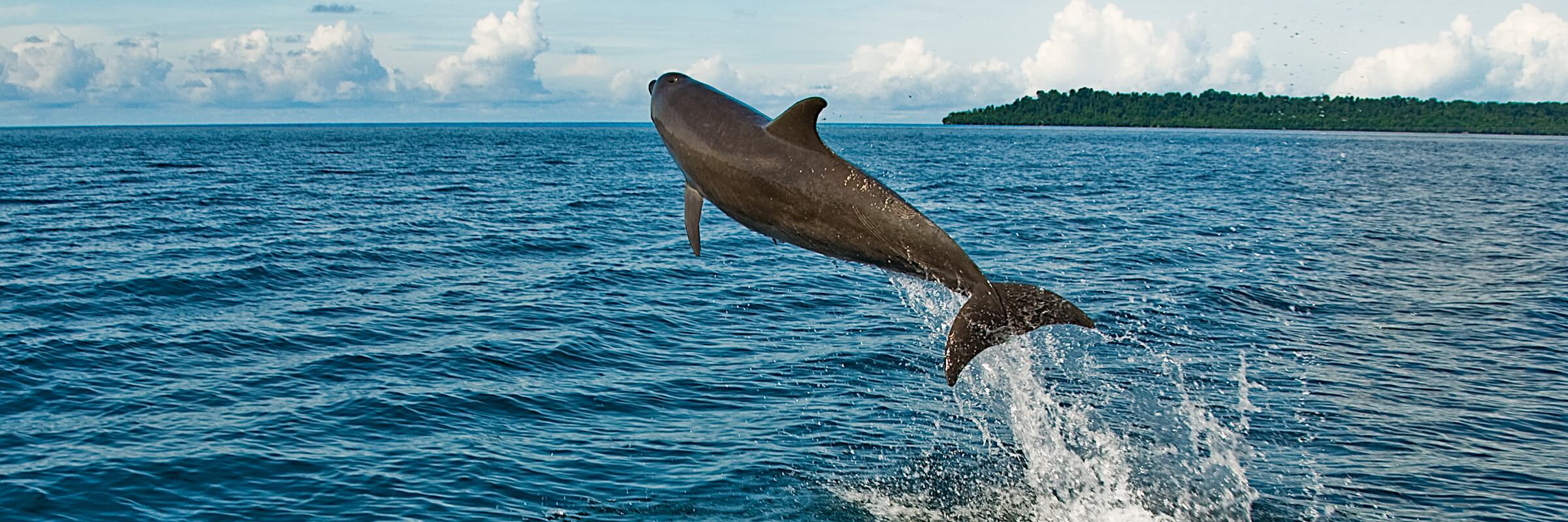 Delfin in den Gewässern des Maratua-Atolls in Indonesien