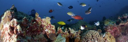 Die faszinierende Unterwasserlandschaft rund um die Insel Tioman begeistert mit farbenprächtigen Korallen und einer großen Artenvielfalt an exotischen Fischen.