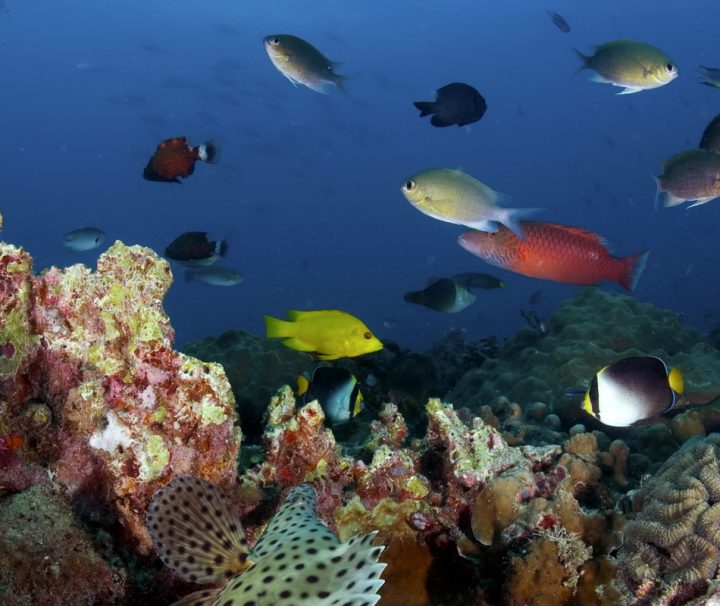 Die faszinierende Unterwasserlandschaft rund um die Insel Tioman begeistert mit farbenprächtigen Korallen und einer großen Artenvielfalt an exotischen Fischen.