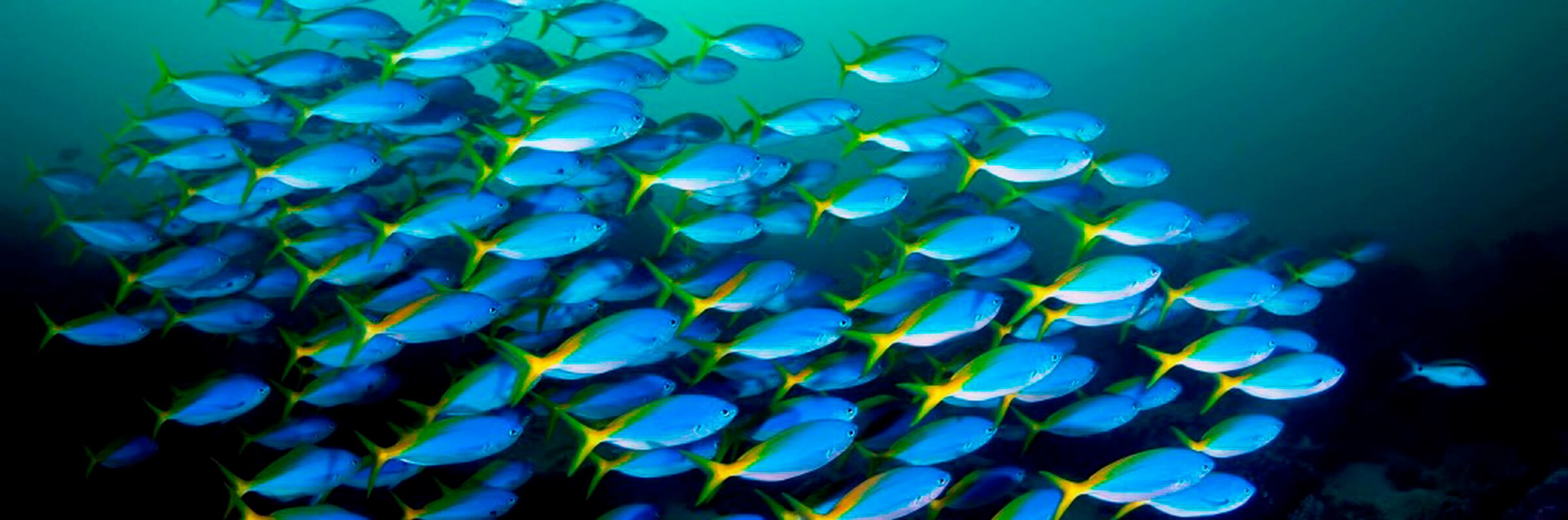 Von der Derawan Dive Lodge aus sind per Boot auch weltbekannten Tauchspots wie Sangalaki, Big Fish Country oder der Jelly Fish Lake in Kakaban erreichbar.