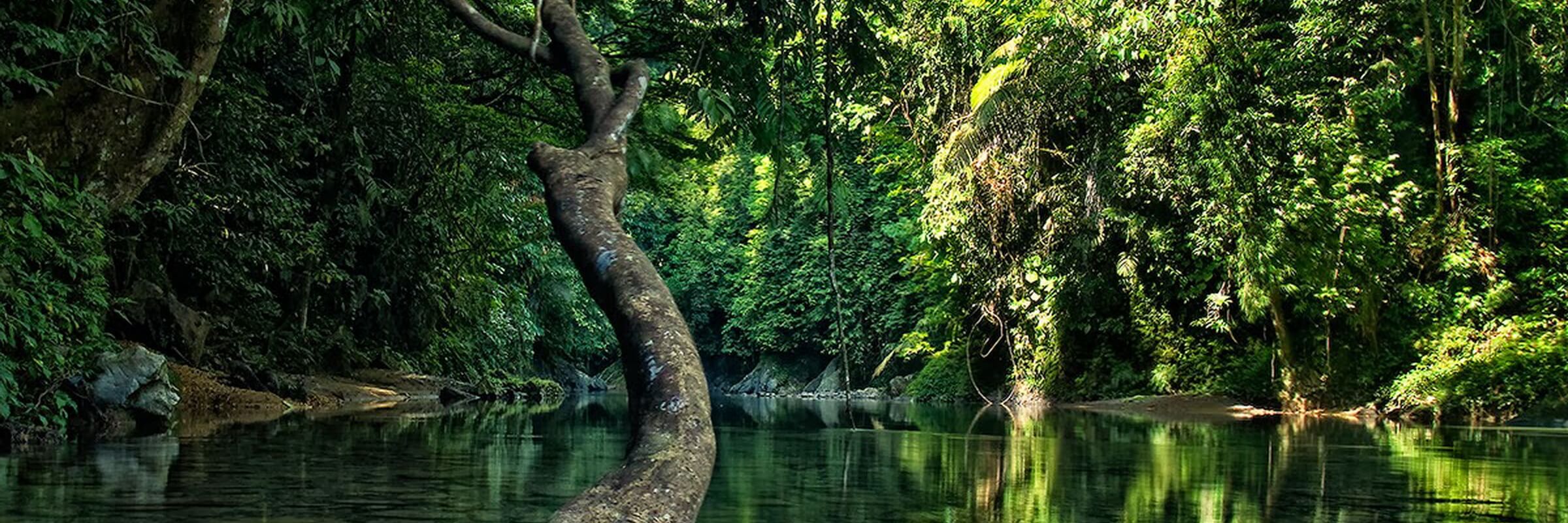 Mit einer Fläche von etwa 9.000 km² ist der Gunung Leuser Nationalpark eines der größten Naturreservate Indonesiens.
