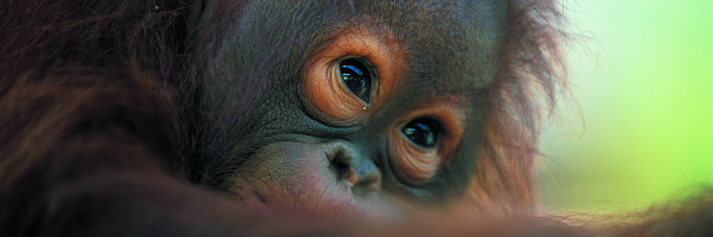 Orang Utans sind eine Menschenaffenart, die nur auf der Insel Borneo sowie auf der Insel Sumatra in Indonesien vorkommt.