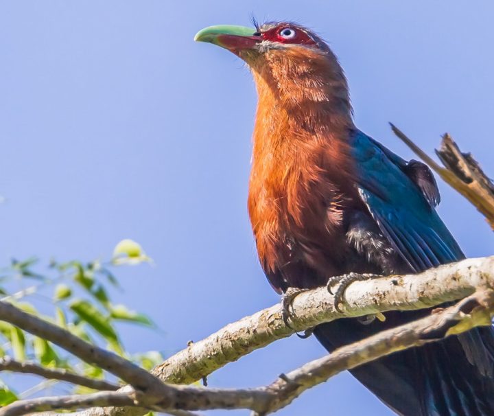 Der Kastanienbraune Malkoha gehört zur Familie der Kuckucke.