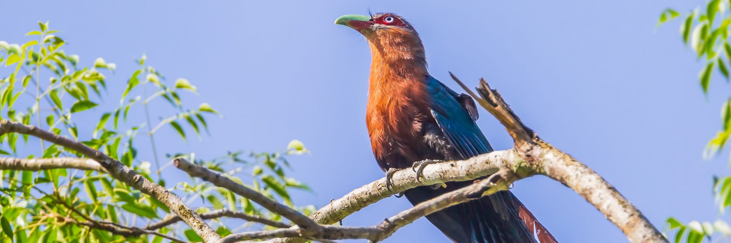 Der Kastanienbraune Malkoha gehört zur Familie der Kuckucke.