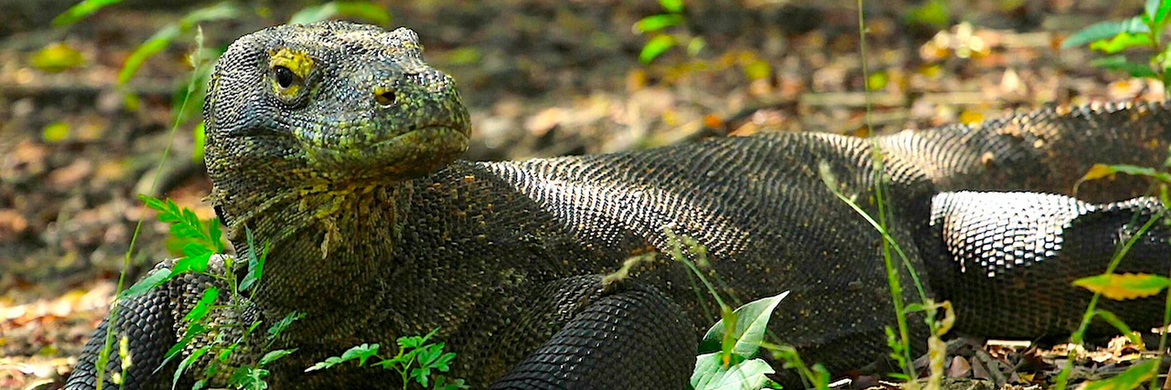 Waran auf der Insel Komodo Komodowaran im Komodo Nationalpark, welcher sich über die drei Inseln Komodo, Rinca und Padar mit einer Fläche von 1817 km² erstreckt. Er ist ein Schutzgebiet für unzählige Arten aus Flora und Fauna und zählt seit 1991 zum UNESCO Weltnaturerbe.