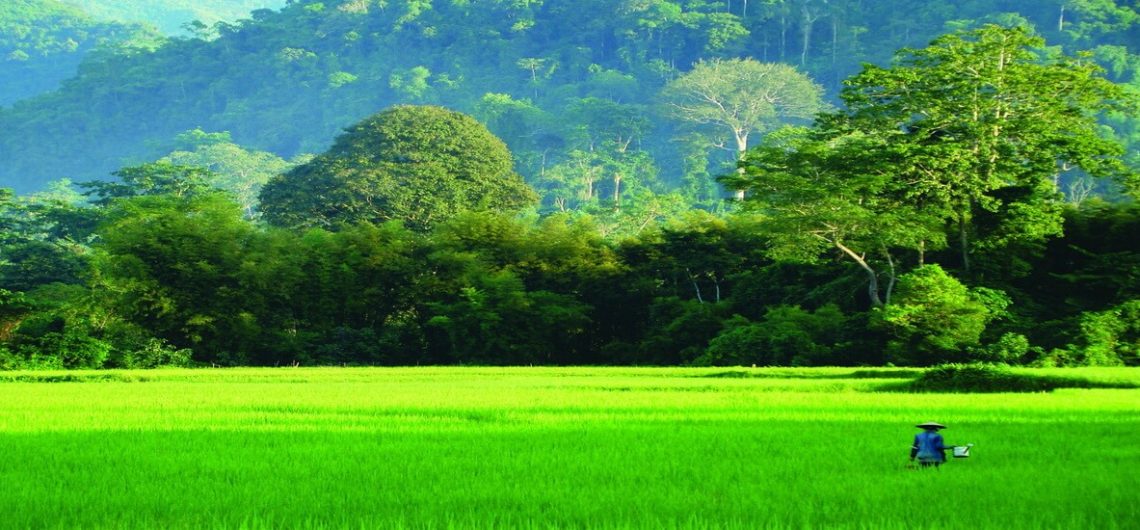 Der Anbau von Reis bildet die hauptsächliche Lebensgrundlage der Bewohner des nördlichen Laos.