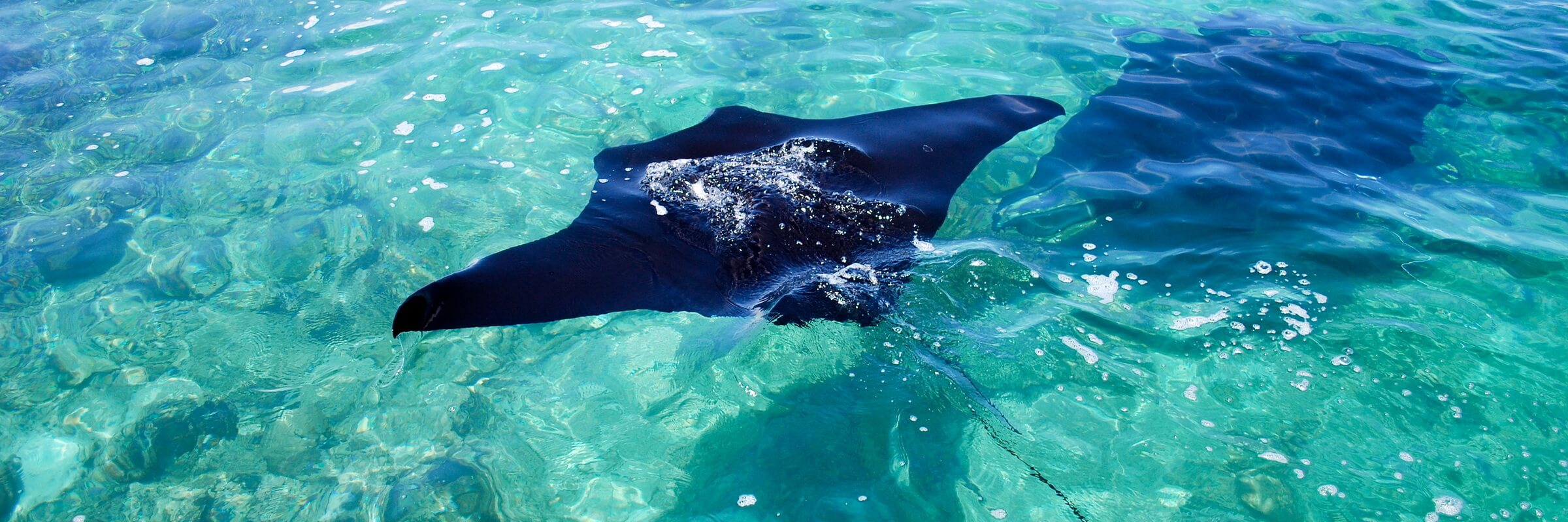 Mantarochen Besonders am Manta Point vor der Insel Sangalaki ist die Wahrscheinlichkeit auf Mantarochen zu treffen sehr hoch.