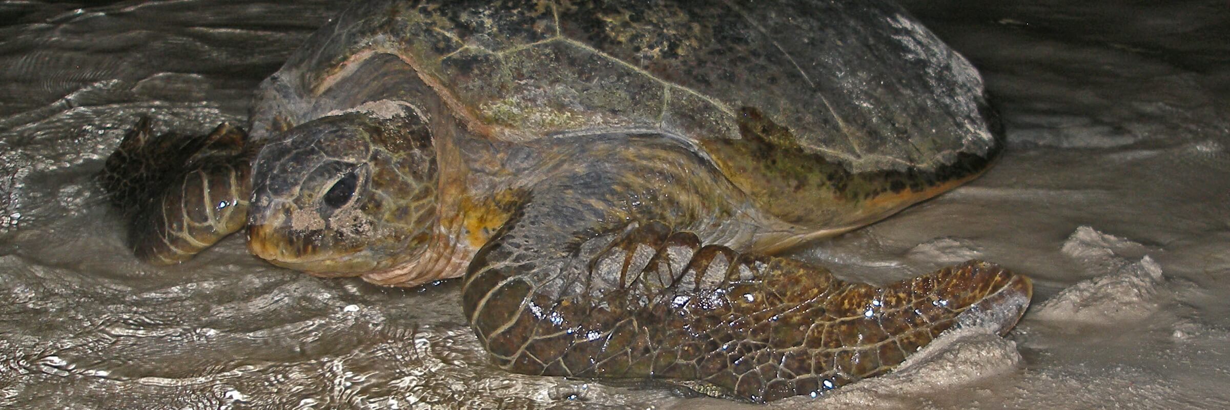 Meeresschildkröten sind in den Gewässern Indonesiens keine Seltenheit, zahlreiche Nistplätze dieser Tiere sind über die vielen kleinen Inseln verteilt.