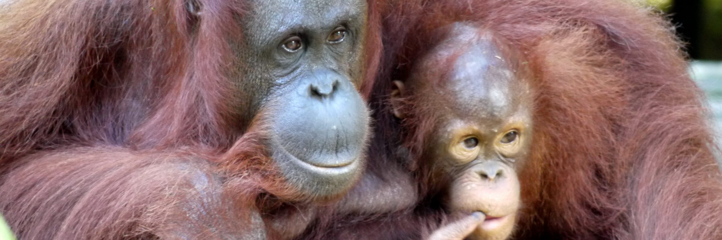 Auf der indonesischen Insel Sumatra kann man Orang-Utans in freiher Wildbahn begegnen.