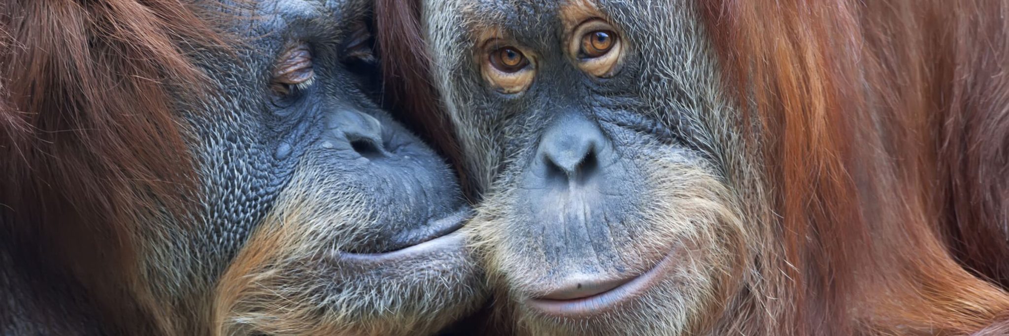In Kalimantan, dem indonesischen Teil Borneos, hat man die Möglichkeit Orang Utans in freier Wildbahn zu erleben.