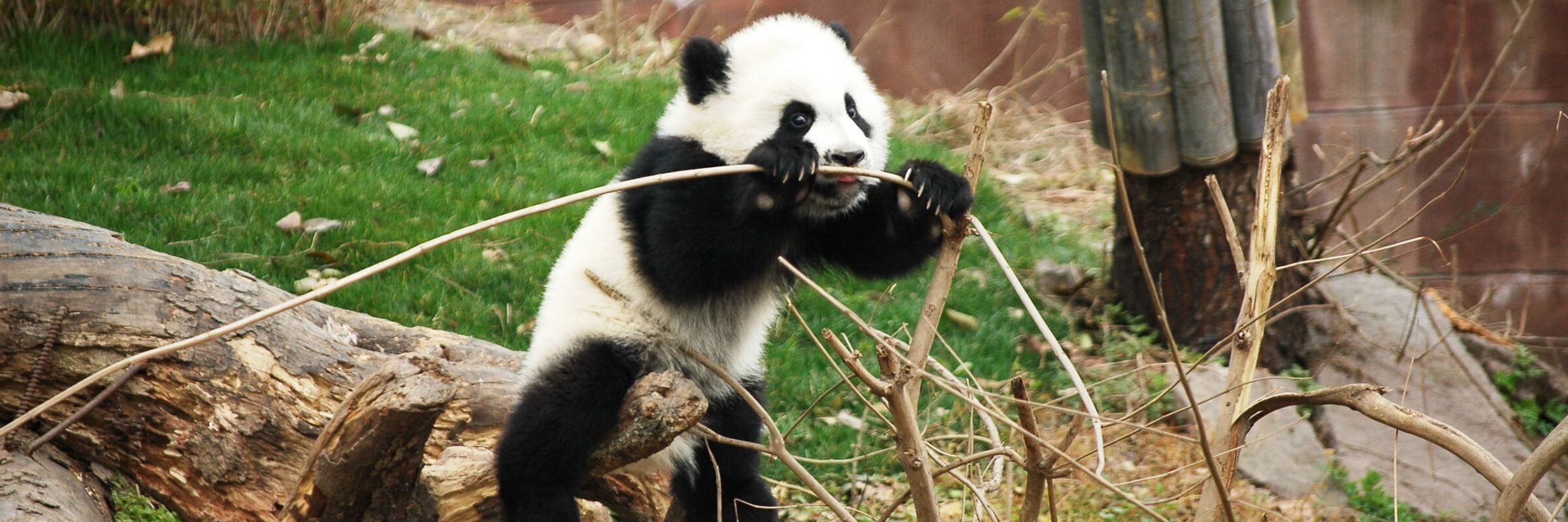 Chengdu sieht sich selbst als die „Panda-Hauptstadt“ der Welt, im Norden der Stadt gibt es eine Aufzuchtstation für den Großen Panda, der eines der nationalen Symbole Chinas ist.