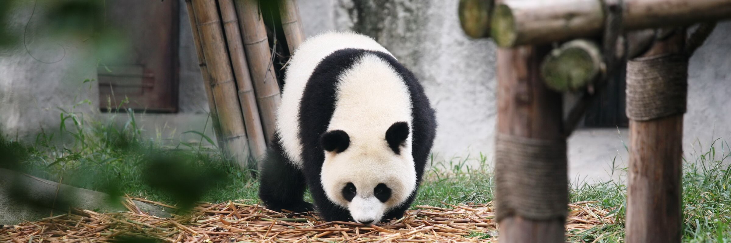 In China nimmt der Panda eine zentrale Rolle und lässt sich gerne besuchen im Chengdu Zoo.