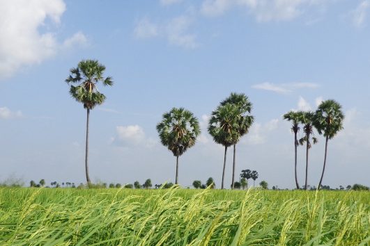 In Kampong Cham findet man, wie auch an anderen vielen Orten in Kambodscha, üppige, grüne Reisfelder.