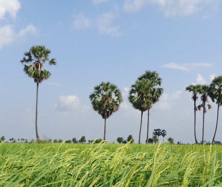 In Kampong Cham findet man, wie auch an anderen vielen Orten in Kambodscha, üppige, grüne Reisfelder.