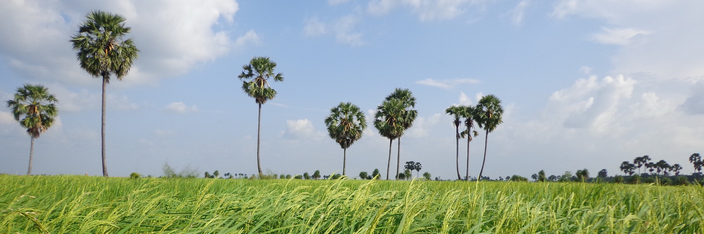 In Kampong Cham findet man, wie auch an anderen vielen Orten in Kambodscha, üppige, grüne Reisfelder.