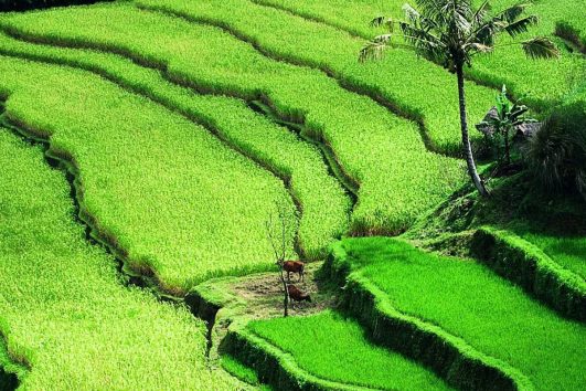 Die Bewässerungs- und Anbautechnik der balinesischen Reisbauern gilt als unübertroffen und macht bis zu drei Ernten im Jahr möglich.