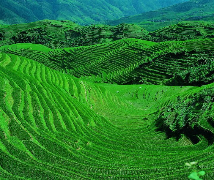 Hunderte Jahre lang haben in Yuanyang verschiedene Volksgruppen auf den Hängen des Ailao-Gebirges endlose Terrassen angelegt, um dort Reis anbauen zu können.