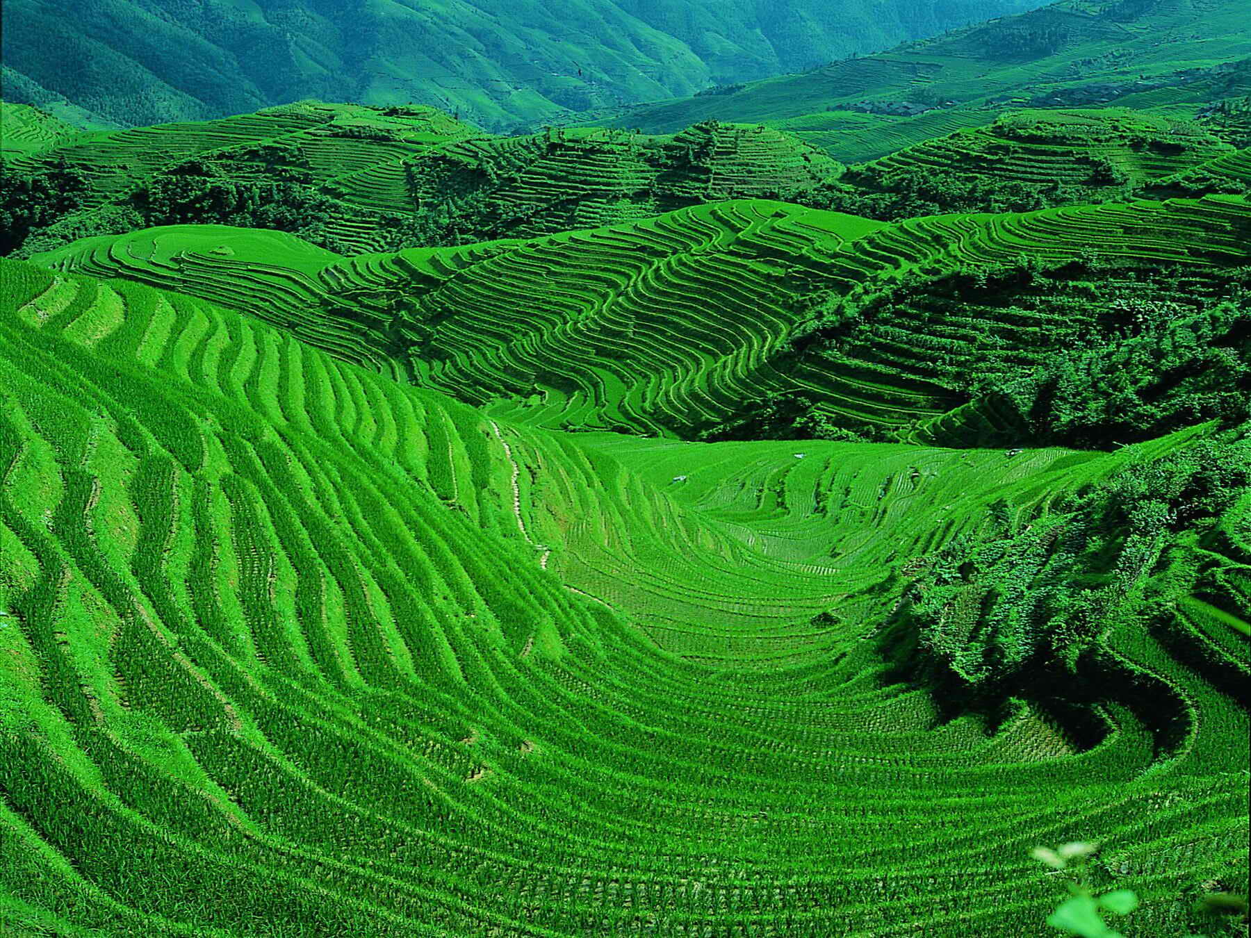 Hunderte Jahre lang haben in Yuanyang verschiedene Volksgruppen auf den Hängen des Ailao-Gebirges endlose Terrassen angelegt, um dort Reis anbauen zu können.
