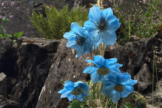 Der blau blühenden Sorten der Pflanzengattung Scheinmohn werden auch „Blauer Mohn“ genannt, diese kommen vor allem im Himalaya sehr häufig vor.