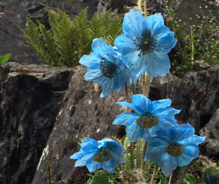 Der blau blühenden Sorten der Pflanzengattung Scheinmohn werden auch „Blauer Mohn“ genannt, diese kommen vor allem im Himalaya sehr häufig vor.