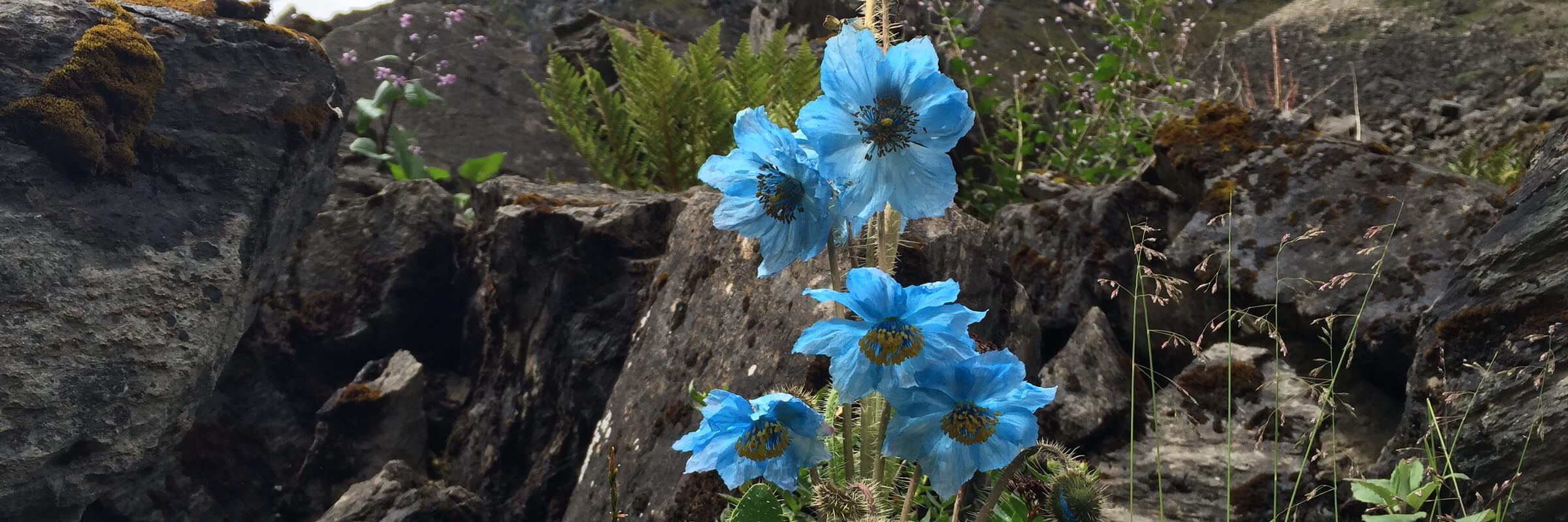 Der blau blühenden Sorten der Pflanzengattung Scheinmohn werden auch „Blauer Mohn“ genannt, diese kommen vor allem im Himalaya sehr häufig vor.