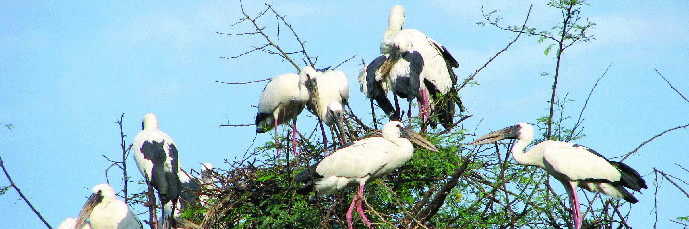 Der Keoladeo-Nationalpark bei Bharatpur war einst ein Entenjagdgebiet und beherbergt heute über 364 Vogelarten.