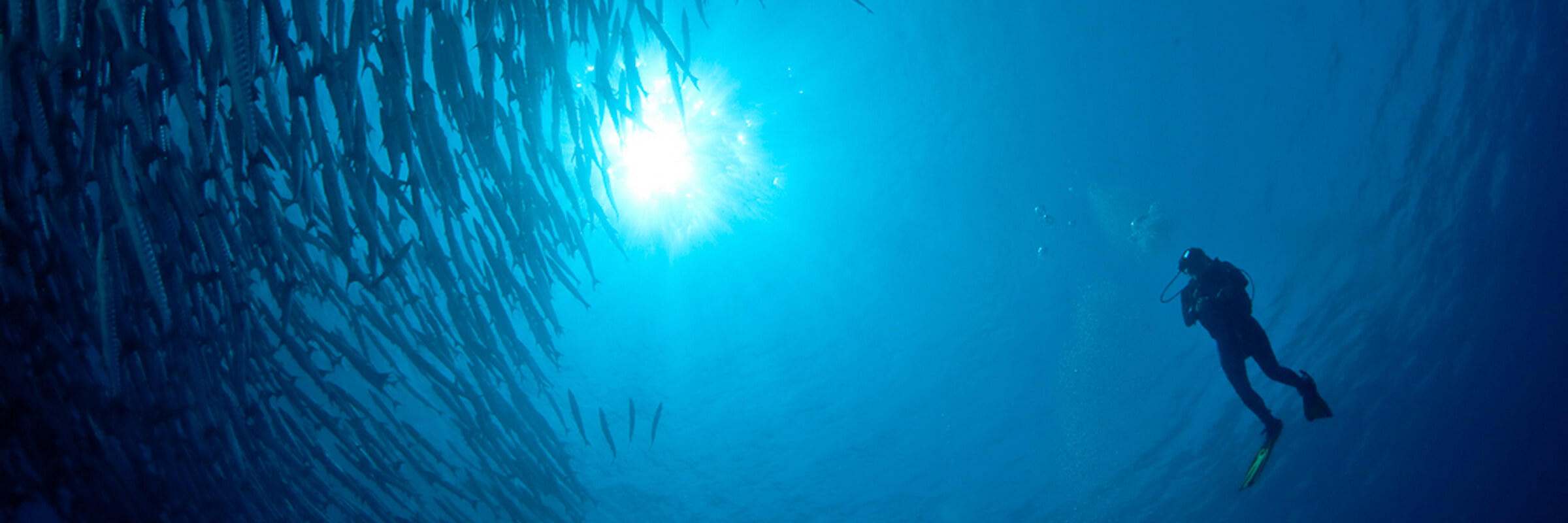 Am Hausriff der Derawan Dive Lodge erwarten Sie farbenfrohe tropische Fische und spektakuläre Steilwände.