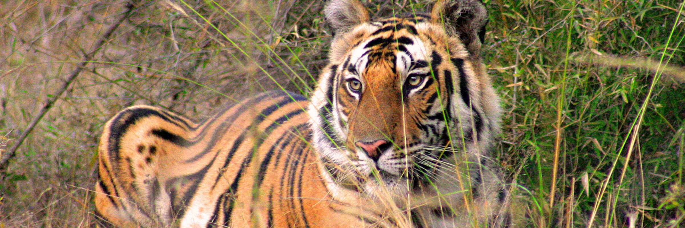 Der Bengaltiger lebt neben anderen wilden Tieren im Naturschutzgebiet des Bandhavgarh Nationalpark.