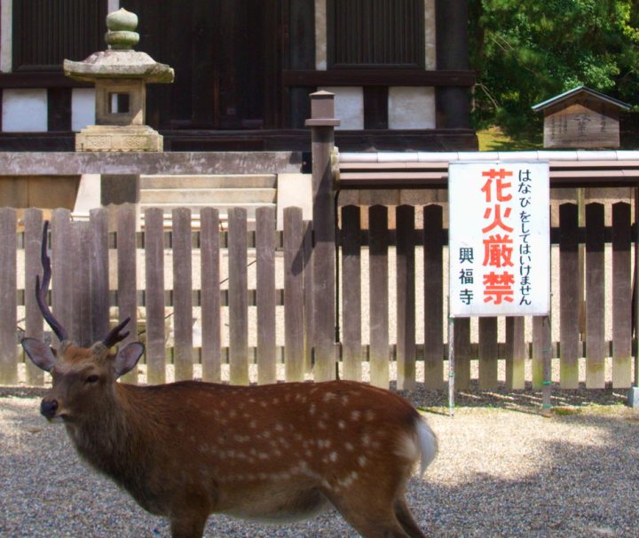 Nara, die Wiege der japanischen Kultur beheimatet Rehe und Hirsche, die durch die Parkanlage schlendern.
