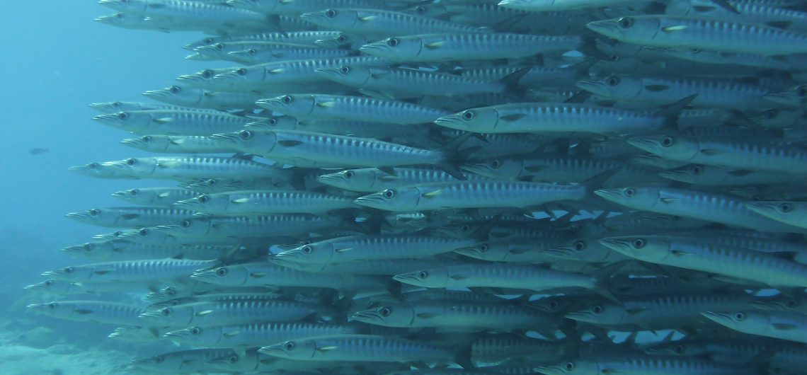 Big Fish Country im Maratua Atoll