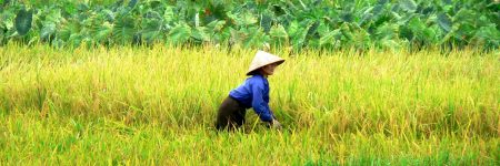 Die kleinen Bauern bilden das Rückgrat des Reisanbaus in Vietnam und sind oft auch die Eigentümer des bebauten Landes. Die Feldarbeiten. Während Ihrer Vietnam Reise werden Sie diese Feldarbeiten oft sehen.