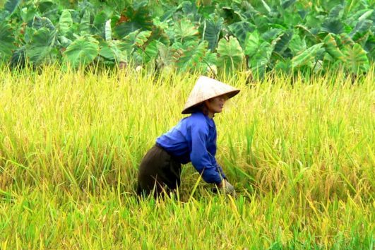 Die kleinen Bauern bilden das Rückgrat des Reisanbaus in Vietnam und sind oft auch die Eigentümer des bebauten Landes. Die Feldarbeiten. Während Ihrer Vietnam Reise werden Sie diese Feldarbeiten oft sehen.