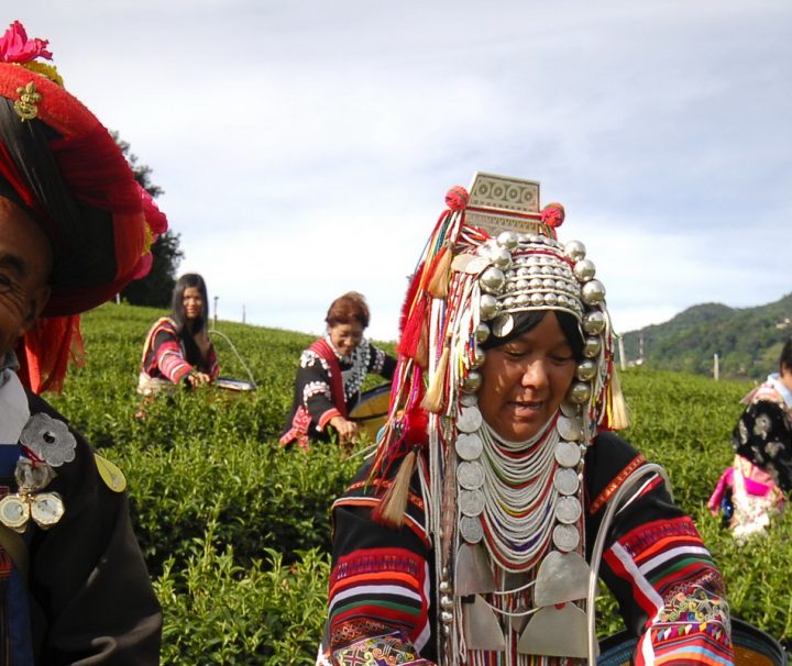 An den zahlreichen Teeplantagen in Chiang Rai haben sich viele Völker der Bergstämme angesiedelt.