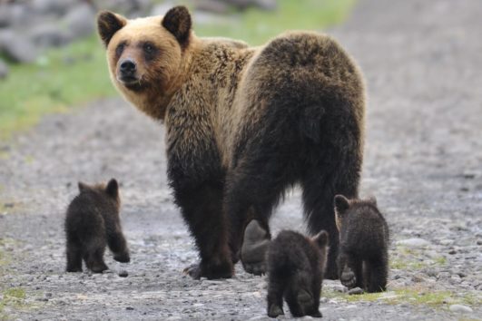 Eine wunderbare Tier und Naturszenerie - eIne Bärenfamilie auf Wanderschaft