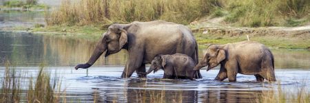 Im Chitwan Nationalpark können Besucher Asiatische Elefanten in freier Wildbahn beobachten.