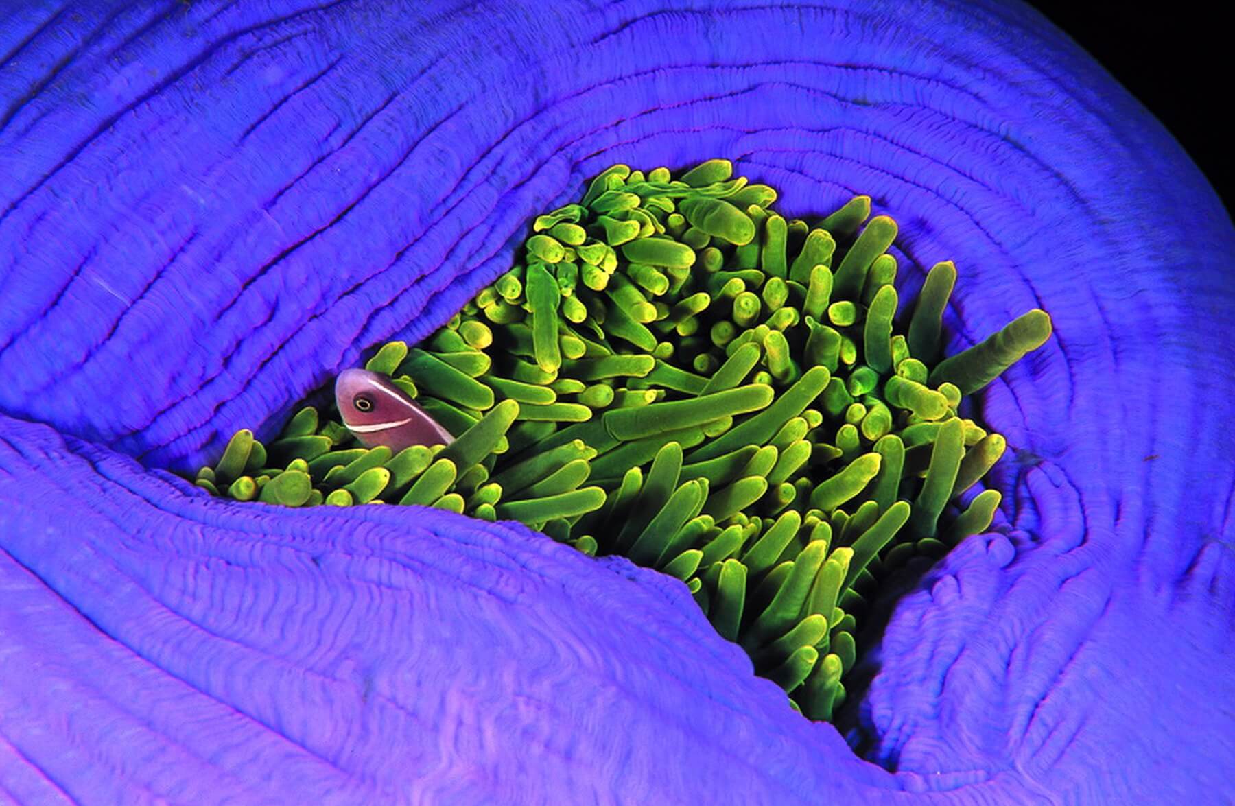 Kleinere Fische finden oft in den Tentakeln von Seeanemonen Schutz vor Feinden.