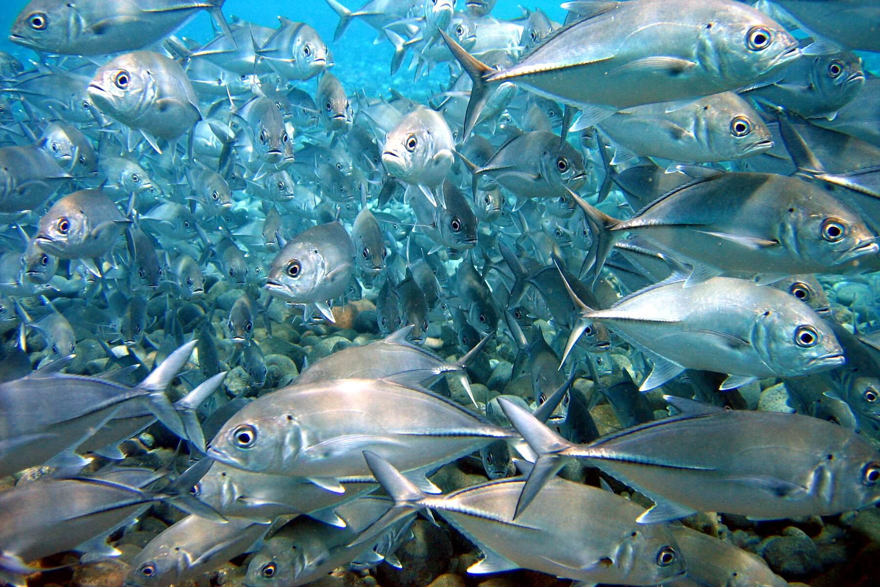 Die Gewässer rund um Bali sind für ihre hervorragenden Tauchplätze mit einzigartiger Flora und Fauna bekannt.