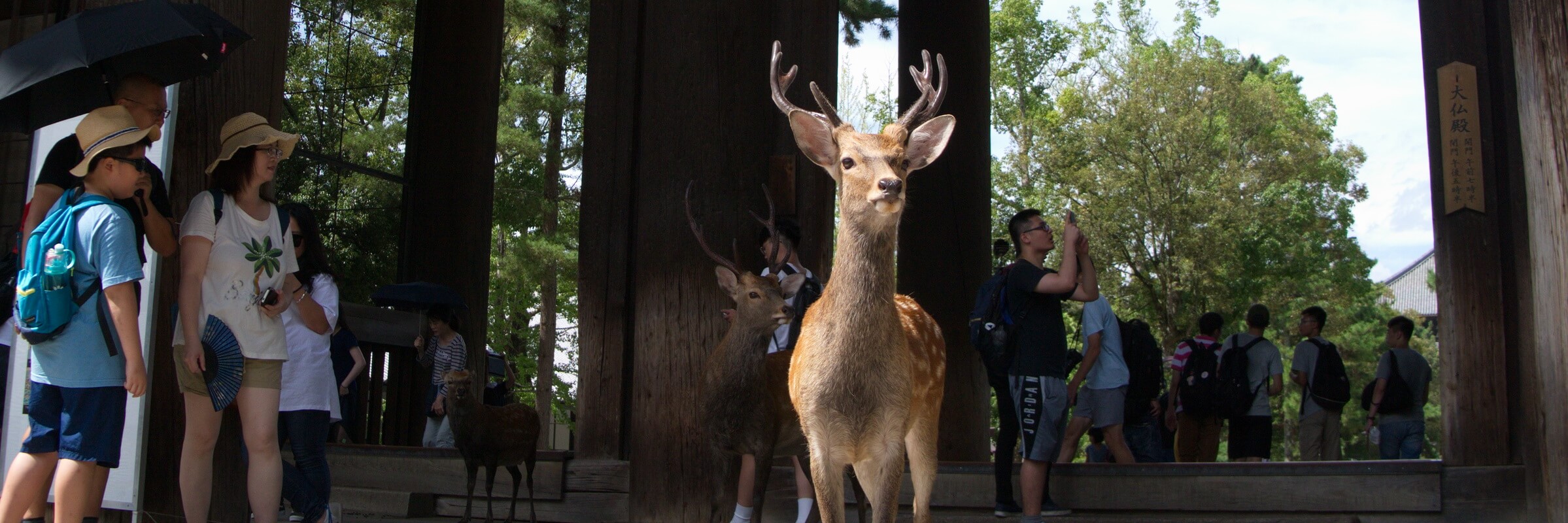 Nara, die Wiege der japanischen Kultur beheimatet Rehe und Hirsche, die durch die Parkanlage schlendern.