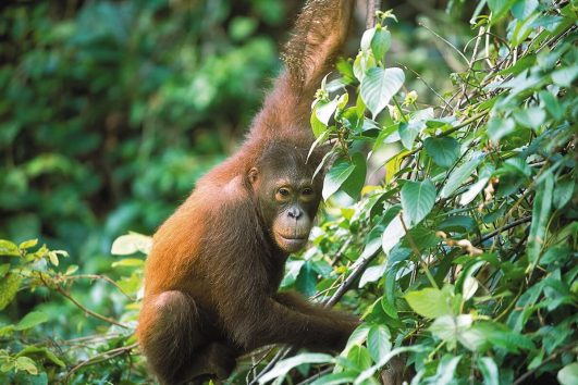 Auf Borneo können Orang Utans noch in freier Wildbahn angetroffen werden.