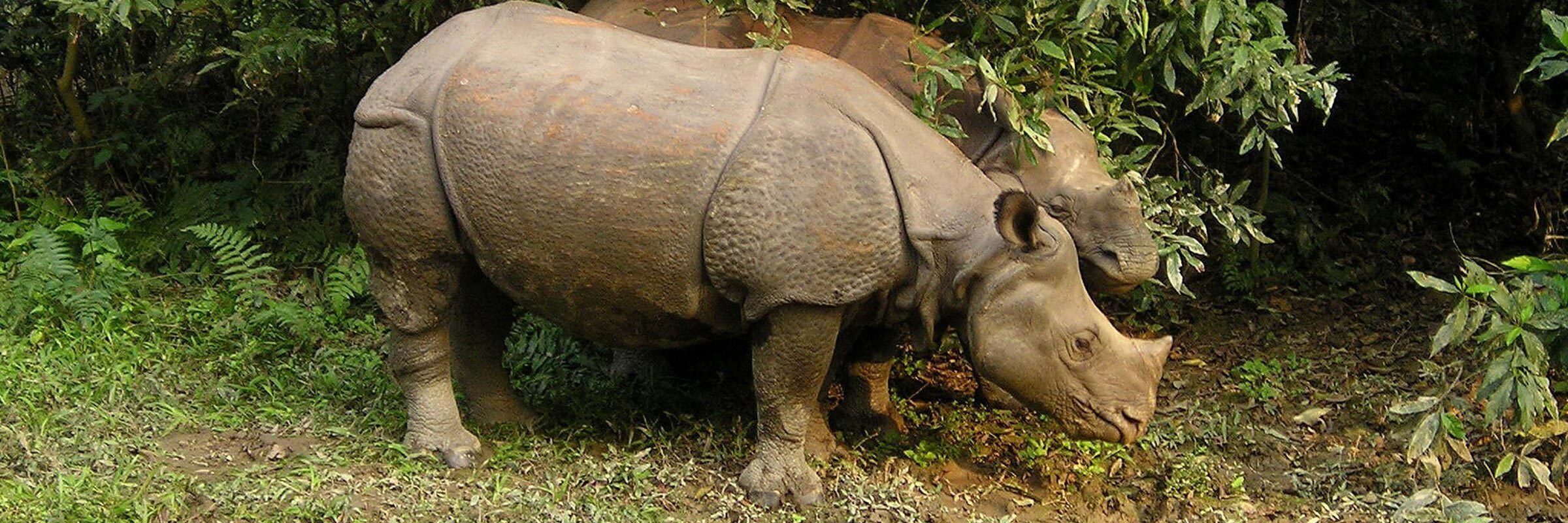 Der Chitwan-Nationalpark ist bekannt für seine Population der vom Aussterben bedrohten Panzernashörner.