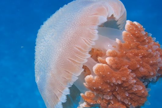 Quallen sind Bestandteil der Fauna in der Andamanen See.