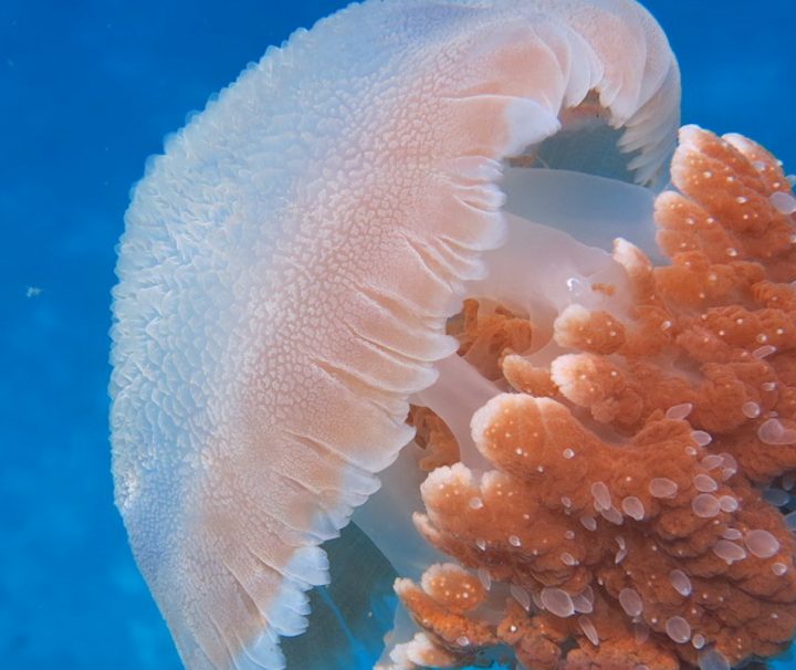 Quallen sind Bestandteil der Fauna in der Andamanen See.