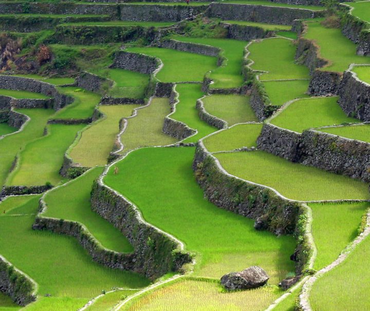 Die Zentralebene von Luzon mit schier endlos erscheinenden Reisfeldern, ist das größte Reisanbaugebiet der Philippinen.